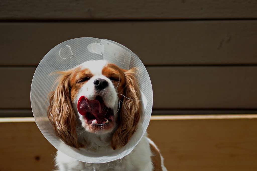 spaniel yawning while wearing a cone
