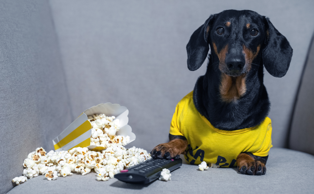 dachshund with a bag of popcorn