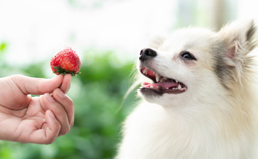 dog smiling at a strawberry