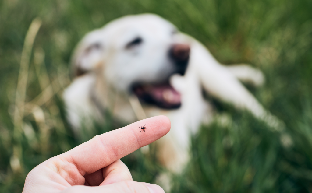 human finger with a tick on it and a dog