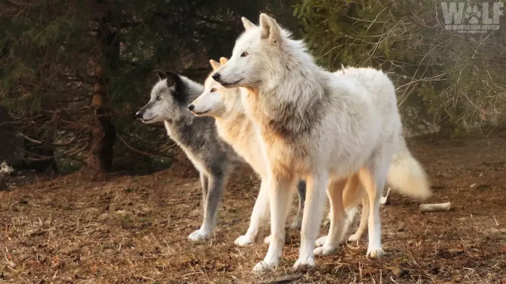 a group of 3 wolves