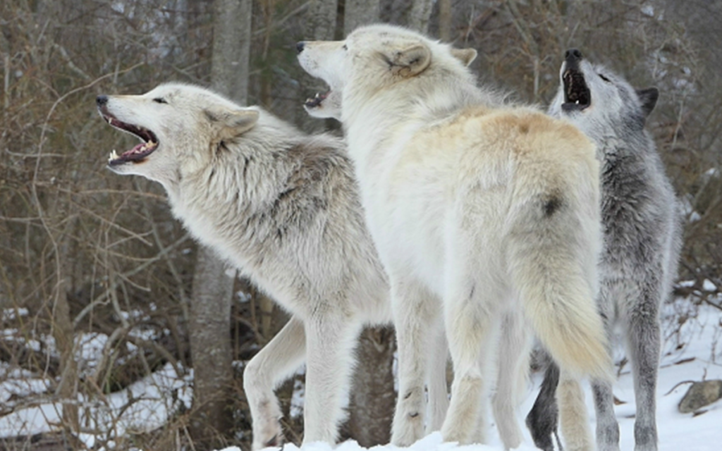 a group of wolves howling
