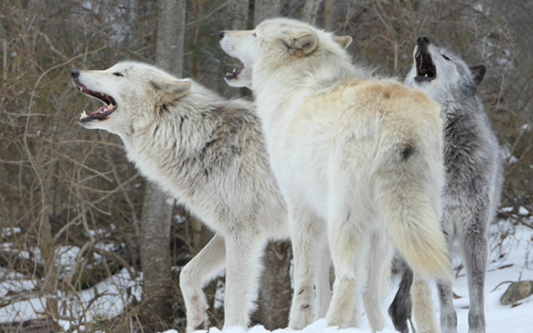 Wolves vs. Dogs: 13 Facts About Wolves & Dogs To Blow Your Mind - BARK Post