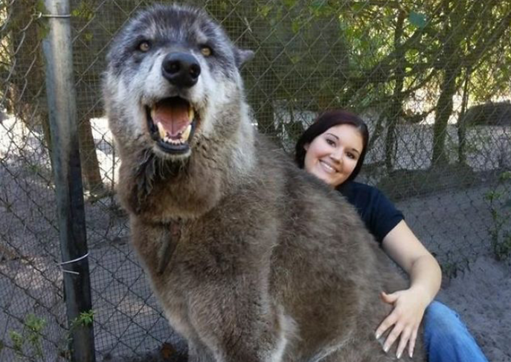 a handler with a wolf showing how big they really are