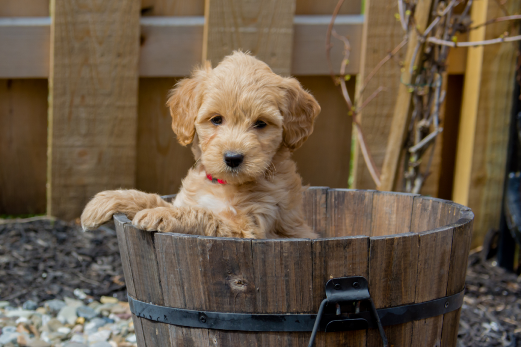 goldendoodle in a bucket