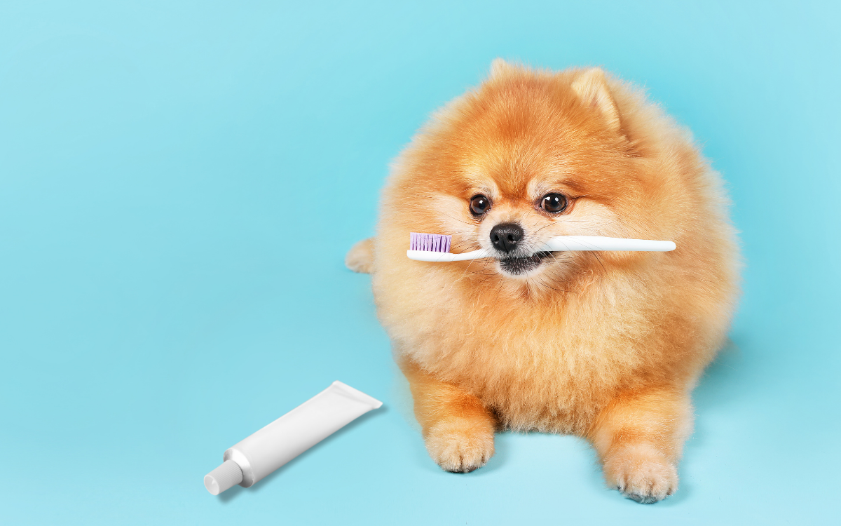 8 Dog Toothpastes for 2023 BARK Post