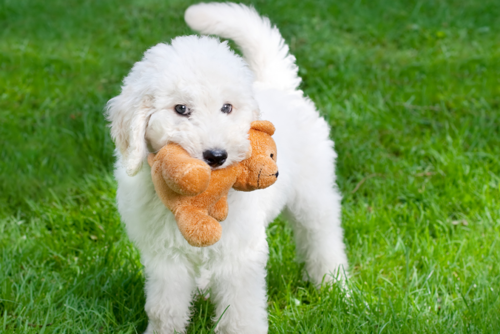 labradoodle with stuffed toy