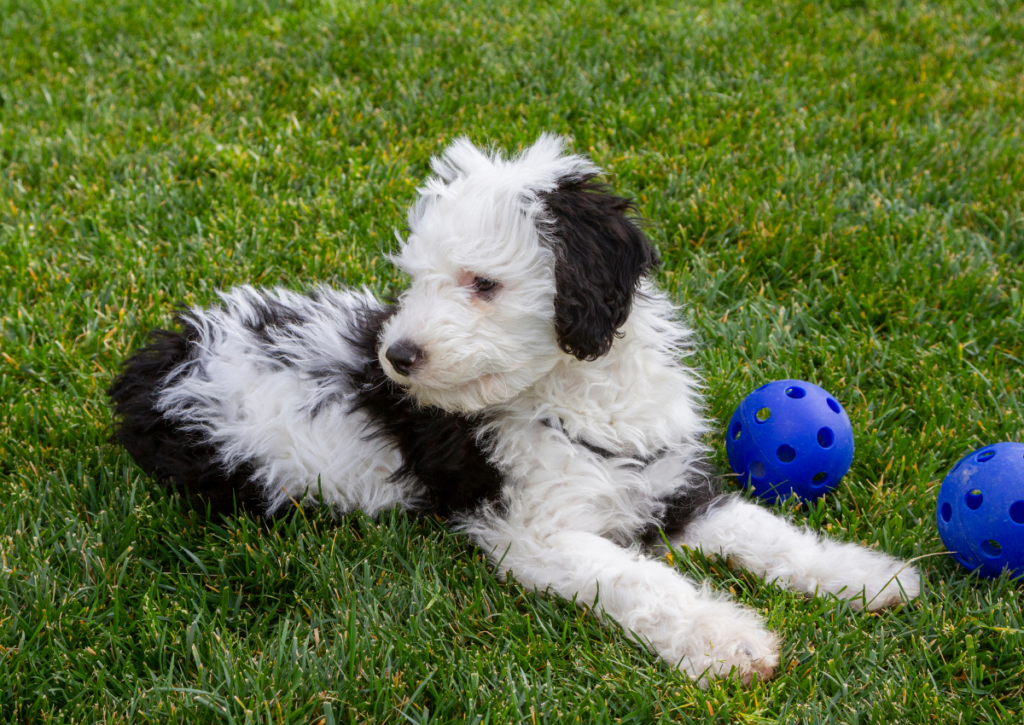 sheepadoodle with some toys