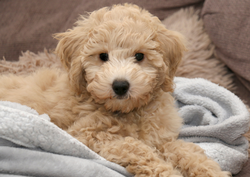 poochon puppy on a blanket