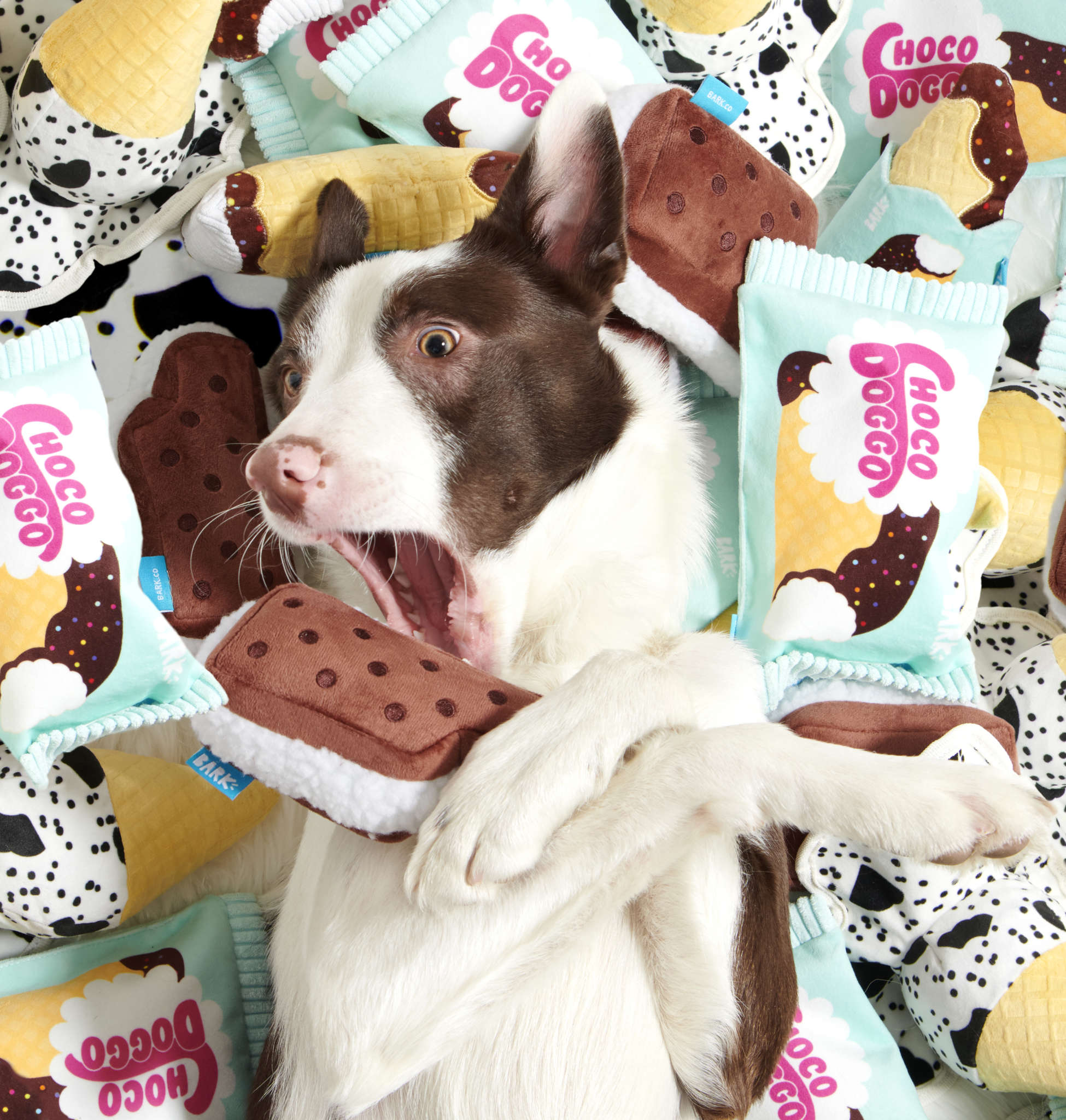 BarkBox May 2022 Theme Reveal Boops n' Scoops BARK Post