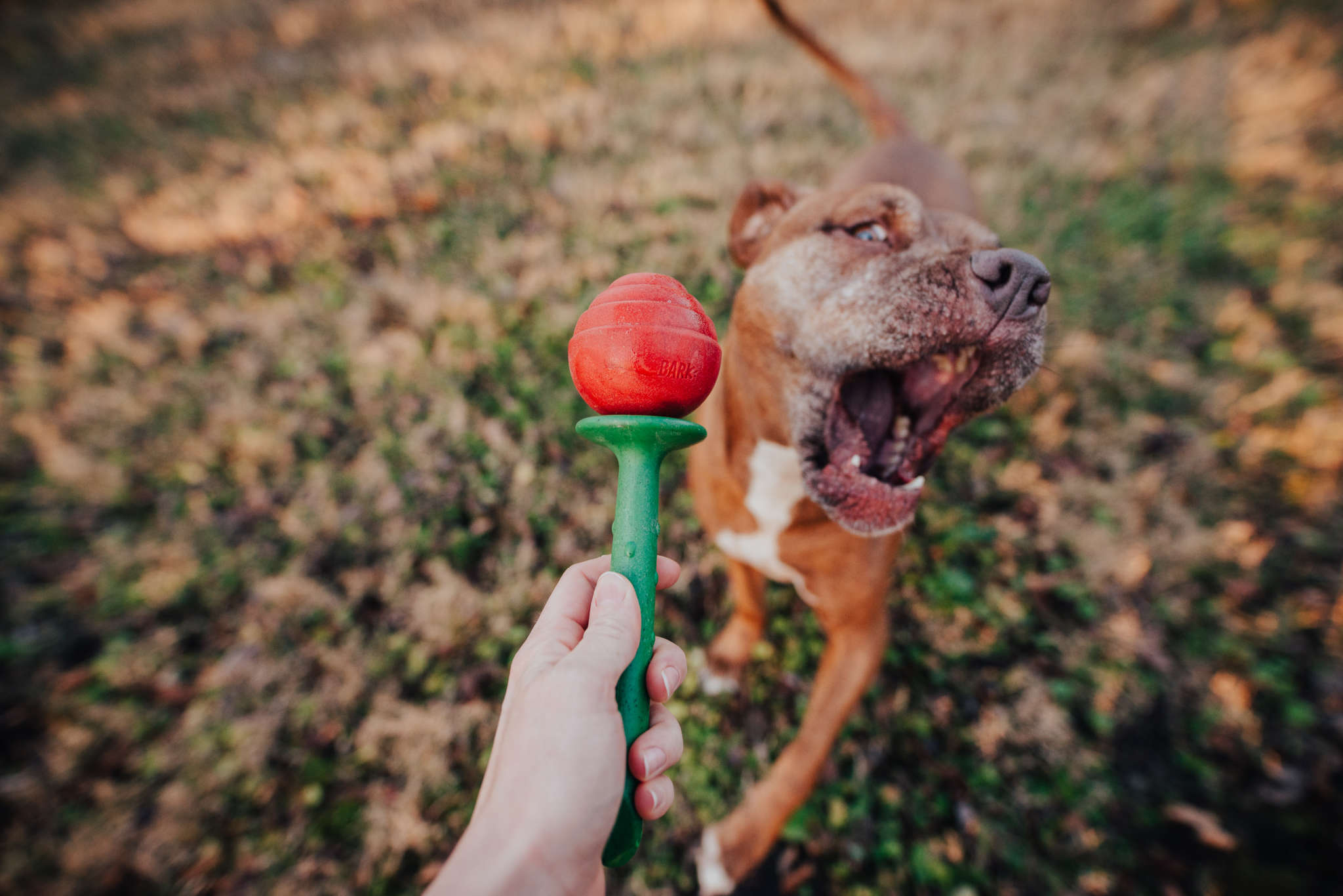 Why Does My Dog Eat Toys? BARK Post