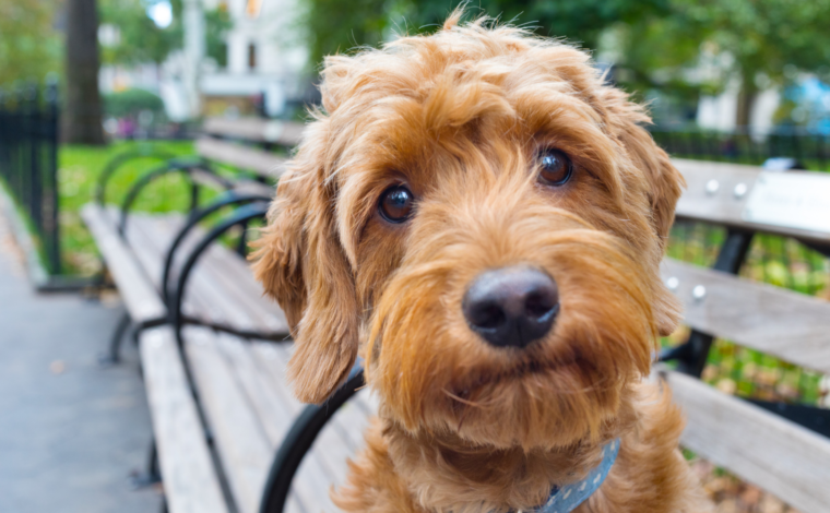 A Guide to Poodle Mixes & Adorable Doodles | BARK Post