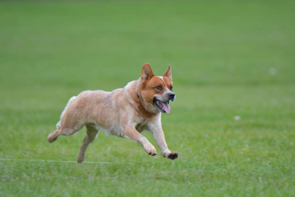 Top 10 Smartest Dog Breeds in 2018 - Most Intelligent Dogs in the World