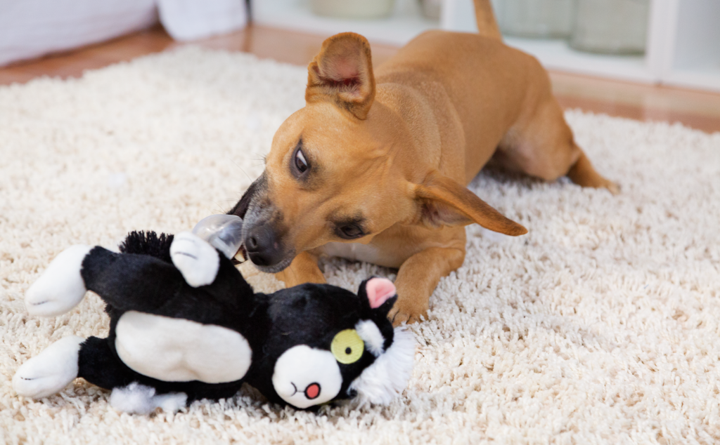 Why Does My Dog Eat Toys? - BARK Post