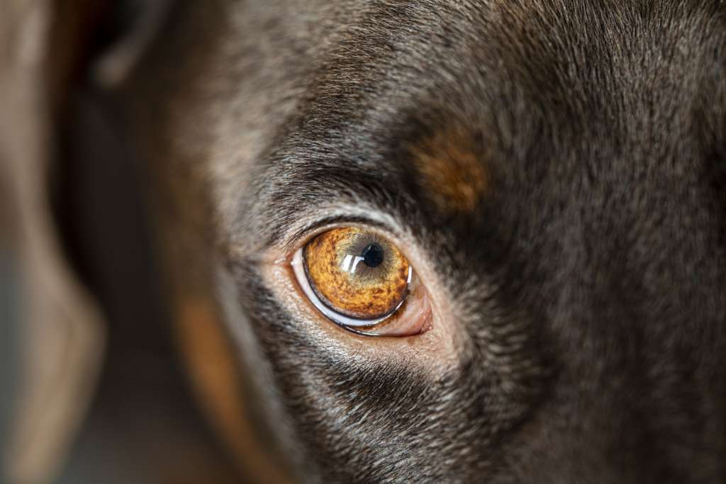 up close image of a dogs eye