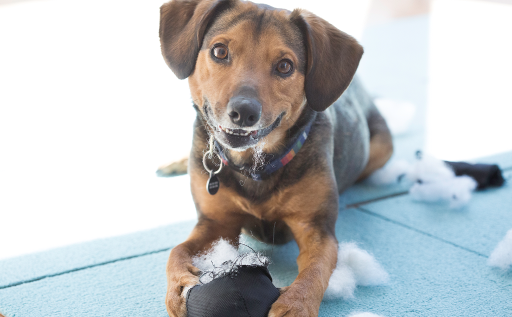 Why Does My Dog Eat Toys BARK Post