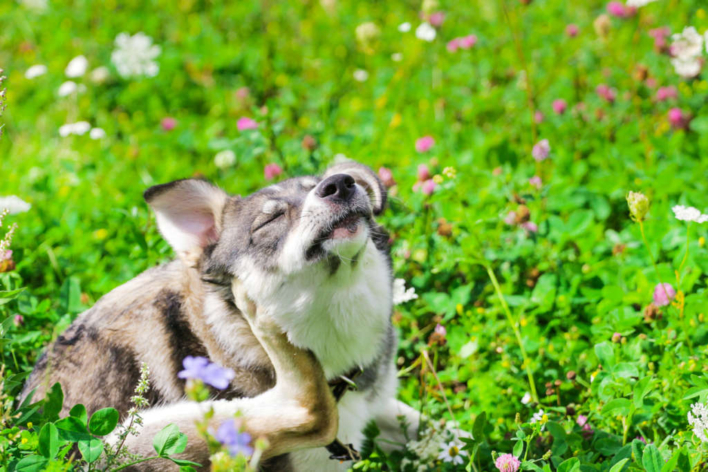 dog scratching in a field of flowers