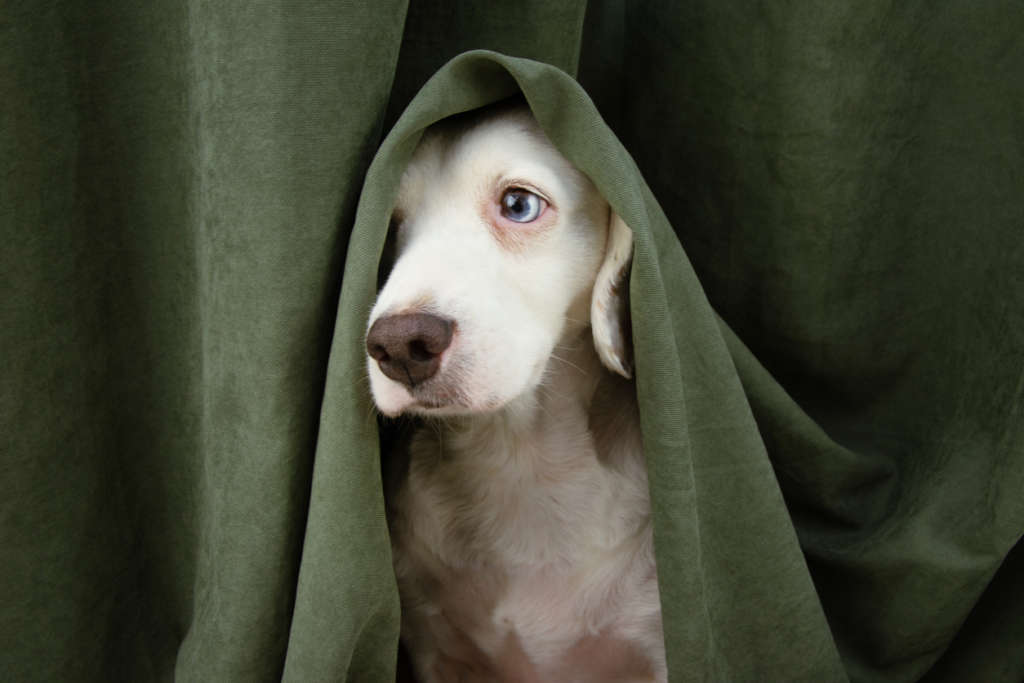 a white dog under a blanket