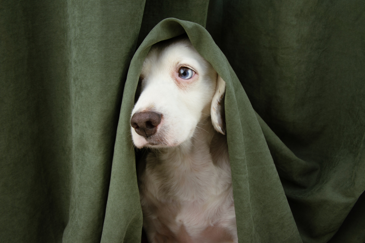 gabapentin dog barking