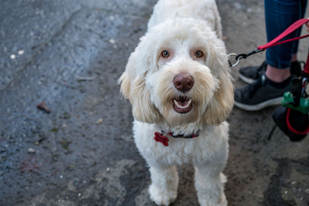 white doodle looking at the camera