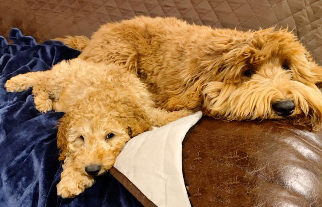 two doodle taking a nap
