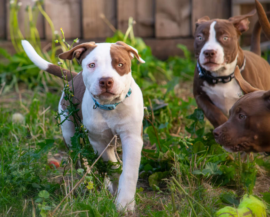 group of pit bull puppies