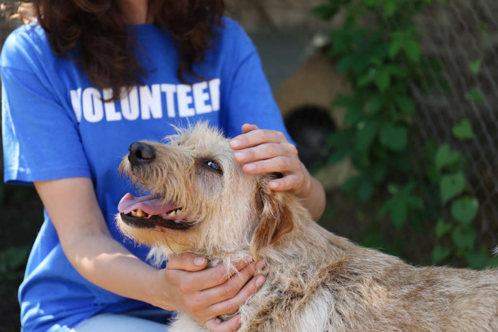 a shelter volunteer and a dog