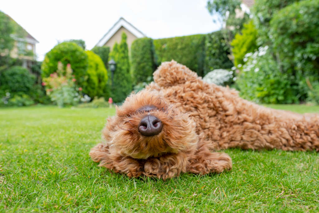 doodle rolling around on grass