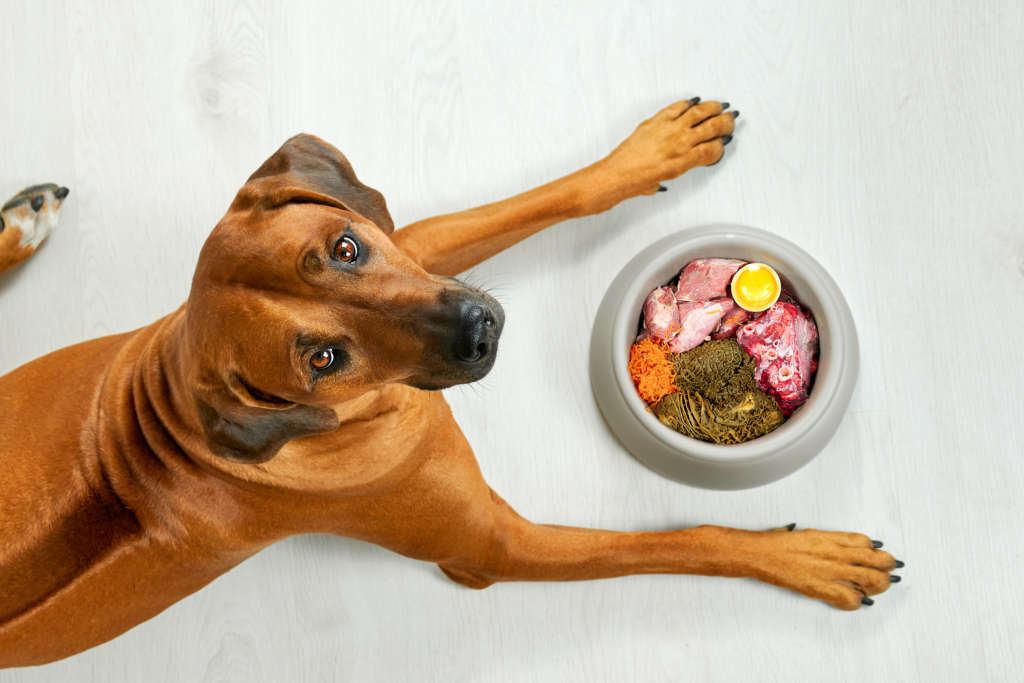 dog with a bowl of raw food