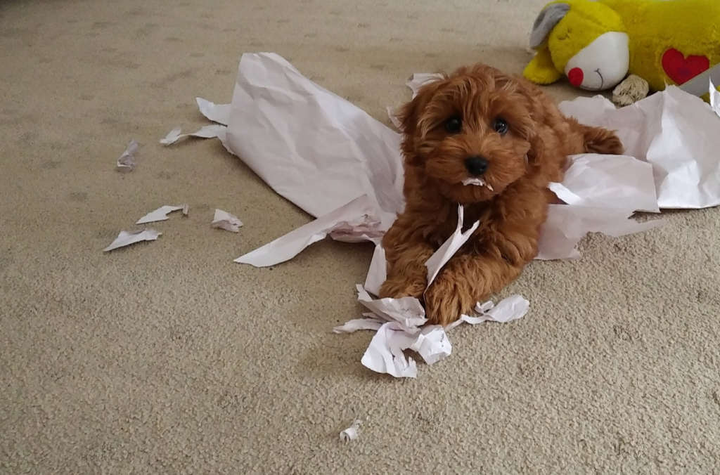 doodle puppy tearing up paper