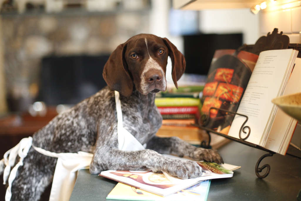 a dog with a cookbook and an apron