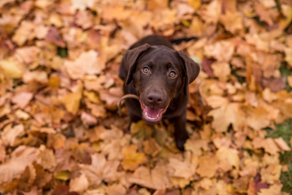 chocolate lab playing in leaves