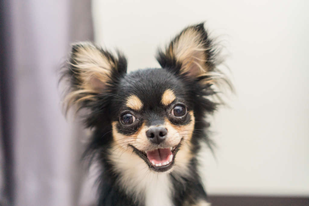 long haired chihuahua in black and tan