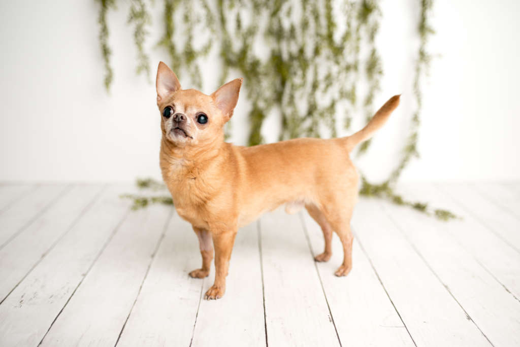 noble short haired chihuahua