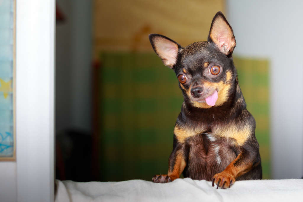 chihuahua sticking its tongue out
