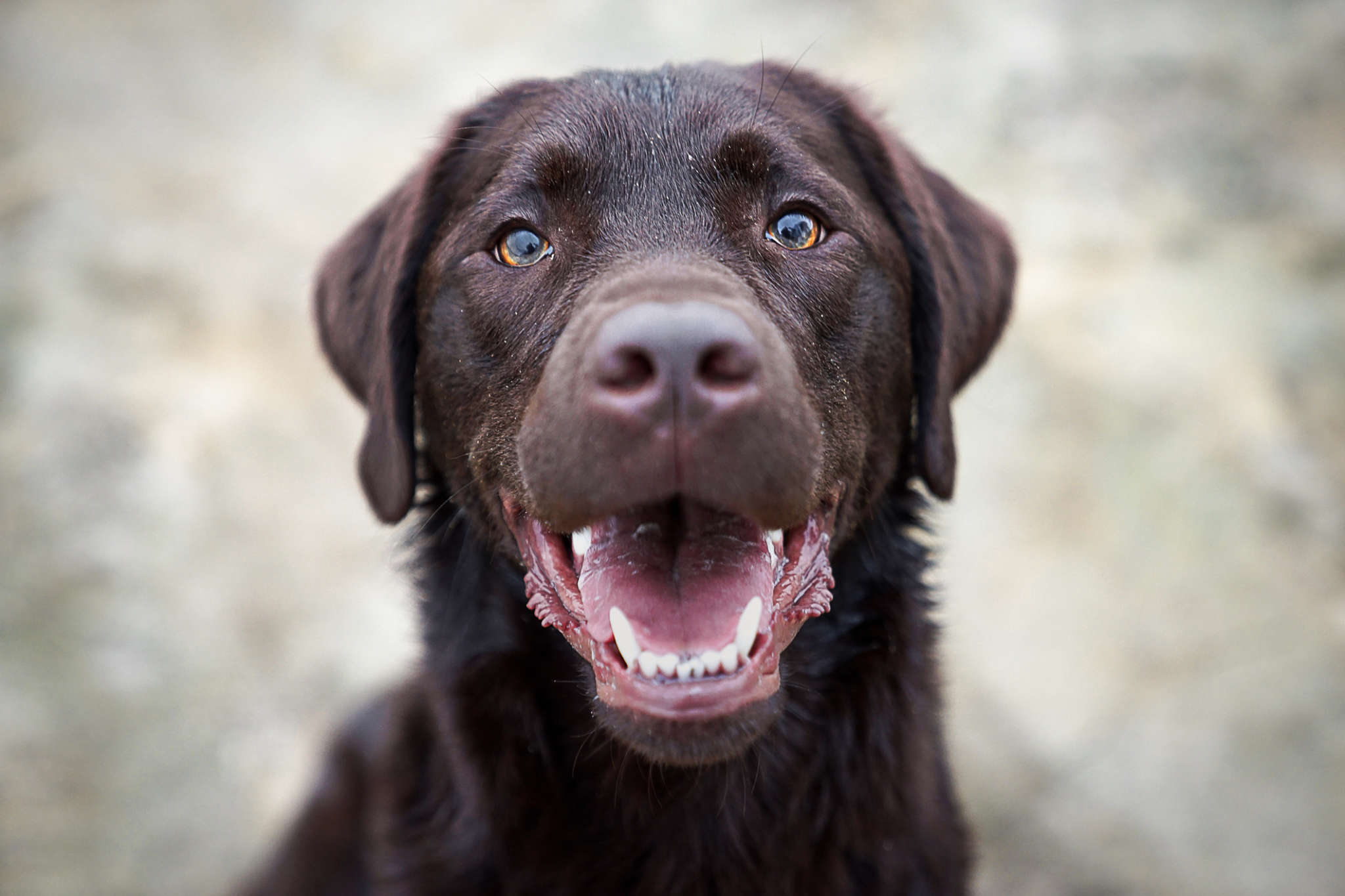 labrador-retriever-breed-information-guide-photos-traits-care