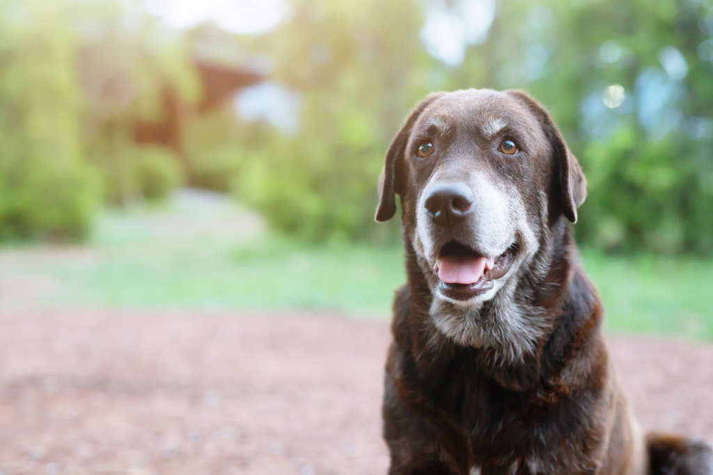 an old labrador retriever with a grey muzzle