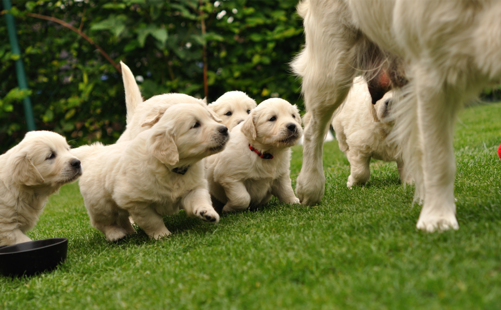 a litter of golden retriever puppies