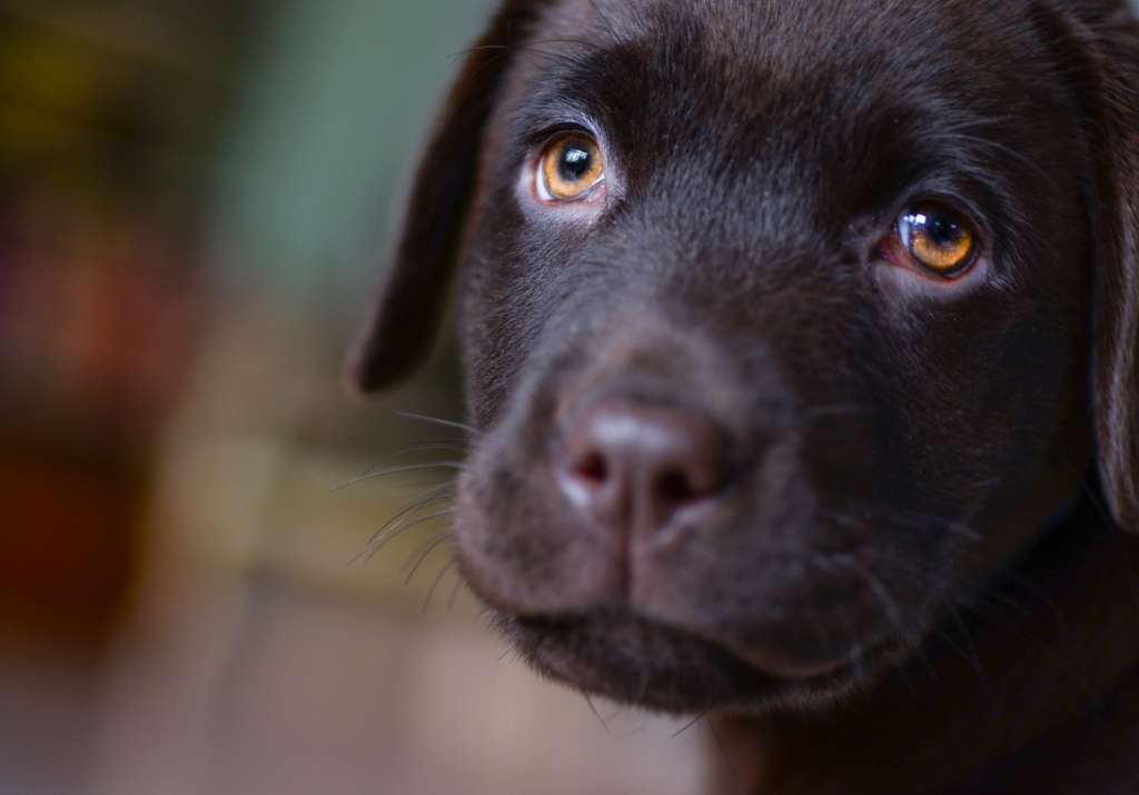up close of a puppy's face