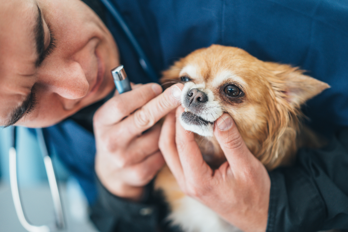 Chihuahua Dental Problems—Do They Have Bad Teeth? - BARK Post