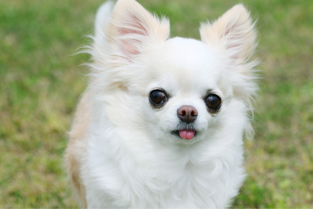a white chihuahua with its tongue poking out