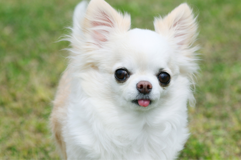 how long do chihuahuas teeth