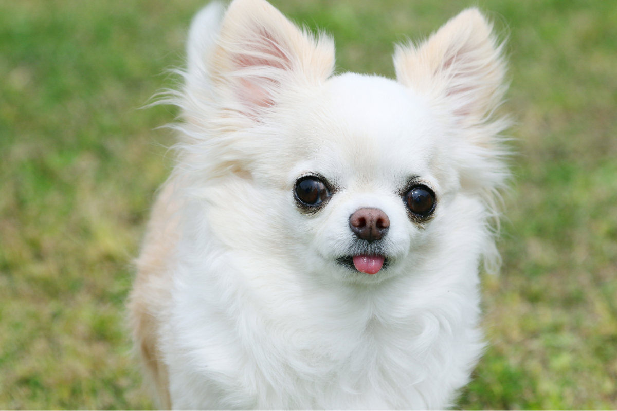 Chihuahua Dental Problems—Do They Have Bad Teeth? - BARK Post