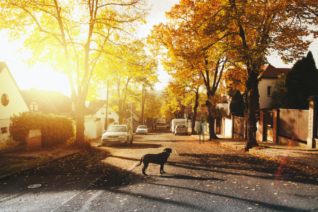 dog staring down empty street