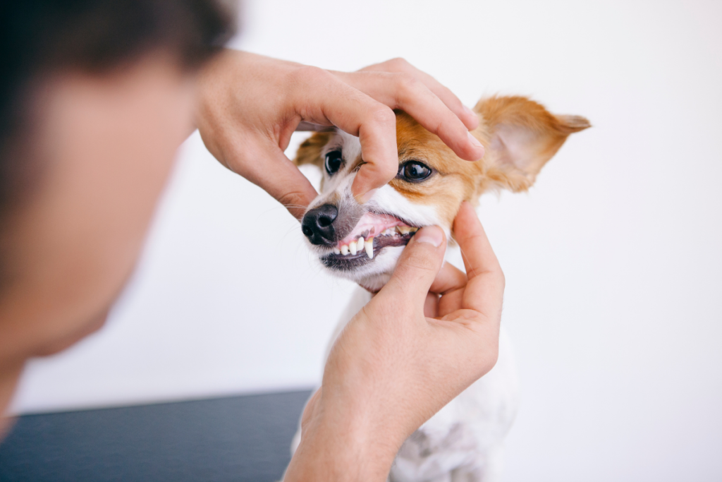dog getting teeth inspected