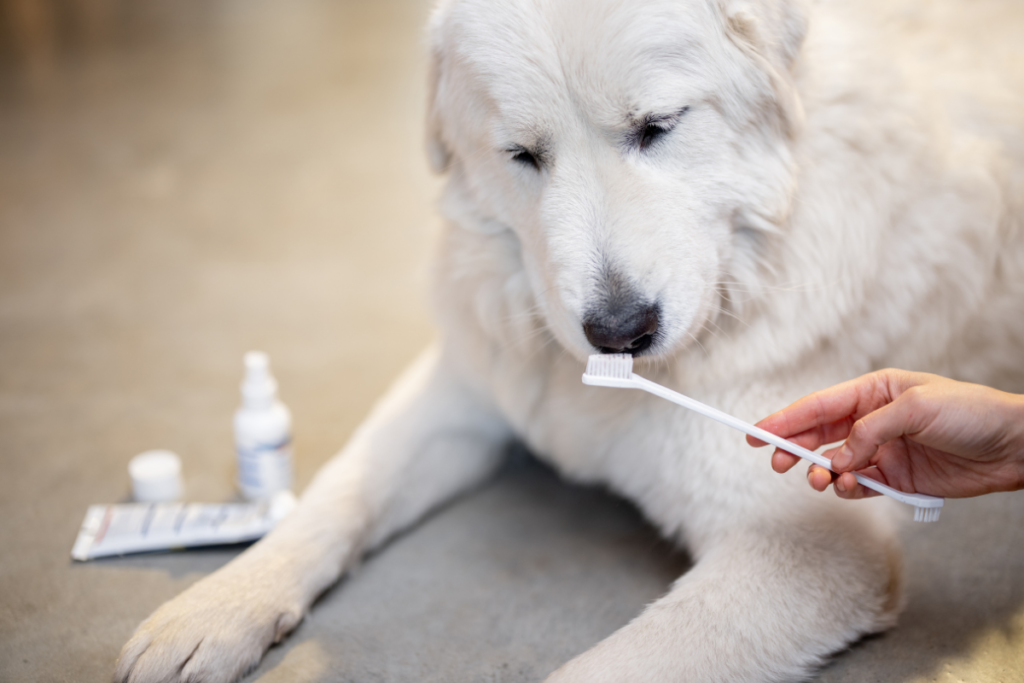 Dog with toothbrush and toothpaste