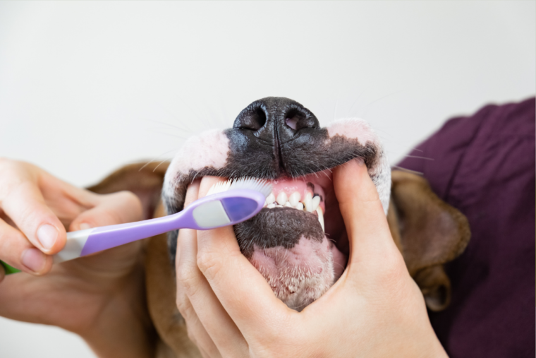 Can I Use Baking Soda to Brush My Dog's Teeth? BARK Post