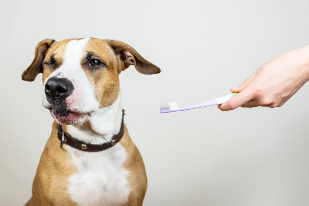 Dog turning away from toothbrush