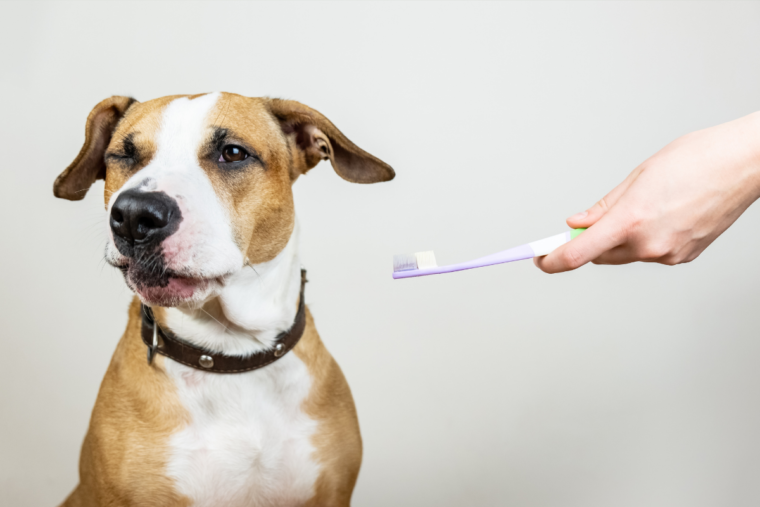 Can I Use Baking Soda to Brush My Dog's Teeth? BARK Post