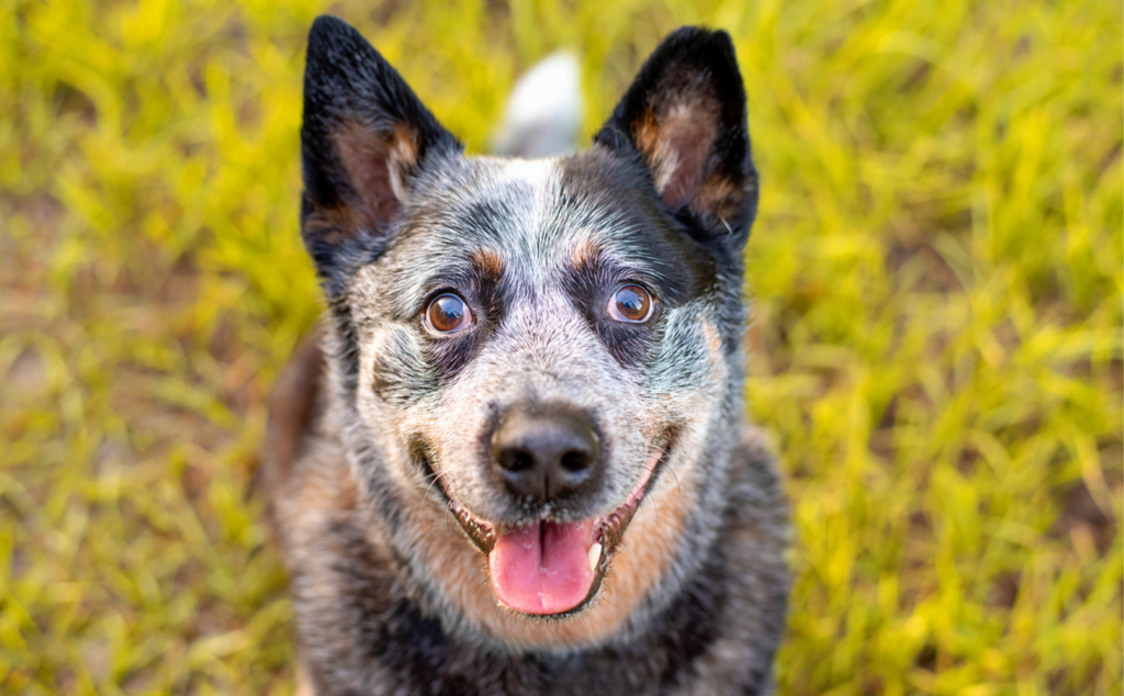 https://post.bark.co/wp-content/uploads/2022/04/cattle-dog-1024x634.png